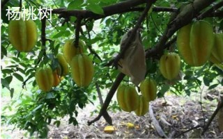 陽光不足的地方適合種什么果樹，適合種枇杷樹、石榴樹等