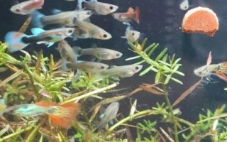 孔雀魚苗出生多久可以喂食，選擇一些容易消化的食物