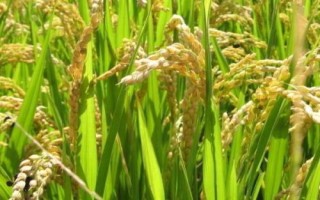 華育5505水稻品種的特性，4月中旬播種