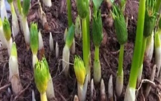 重樓種子怎么浸泡催芽，使用溫水浸泡催芽