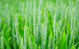 華皖麥10號(hào)小麥品種簡(jiǎn)介，每畝適宜基本苗15萬(wàn)—22萬(wàn)