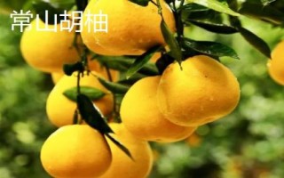 好吃的柚子品種推薦，各有特點