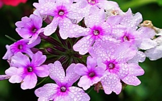 美女櫻如何養(yǎng)殖，夏季應(yīng)注意澆水