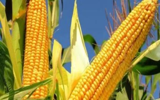 德單180玉米種子特點，6月上旬至6月中下旬播種