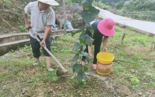 羅漢果的種植方法，種植前需進(jìn)行土地深翻和施肥