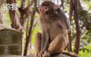 食蟹猴可以個(gè)人養(yǎng)殖出售嗎，為國(guó)家二級(jí)重點(diǎn)保護(hù)野生動(dòng)物