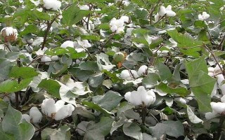 新陸早50號(hào)棉花種子特征特性，平均生育期120-132天