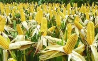 神農(nóng)美玉16玉米種子特點，肥力差的田塊可適當施粒肥