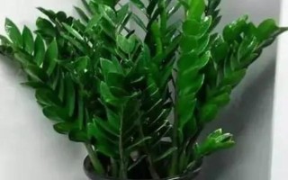 招財(cái)樹(shù)怎么養(yǎng)，澆水時(shí)要沿著盆邊緩慢澆灌