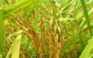 中佳龍粳1號(hào)水稻品種的特性，普通粳稻品種