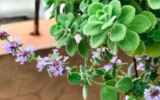 碰碰香夏季養(yǎng)殖要點，適宜生長的溫度在15-25℃左右