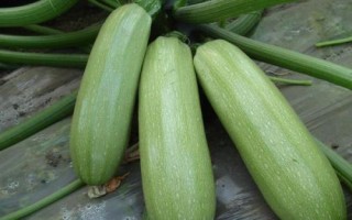 耐高溫的蔬菜有哪些品種，空心菜、黃瓜、西葫蘆等品種比較耐高溫