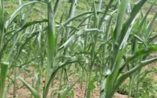 玉米葉尖發(fā)黃的原因，缺水、水澇、缺鋅、缺硫等都會(huì)導(dǎo)致