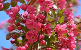 海棠花的寓意是什么，寓意苦戀、頑強(qiáng)不倒等