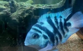 鸚鵡魚有沒有黑色的，麒麟鸚鵡魚呈黑色