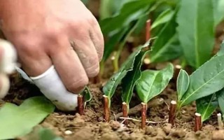 桂花的插扦方法，建議在每年的春秋季節(jié)進(jìn)行