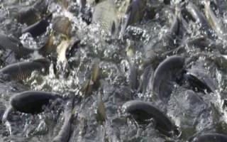 如何養(yǎng)草魚，避免喂食發(fā)霉變質飼料