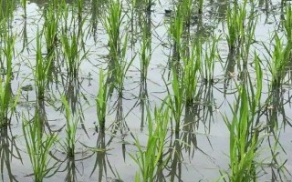 袁兩優(yōu)1000水稻種子介紹，秧田播種量每畝15公斤