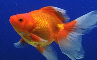 金魚的魚鰭數(shù)量，分為尾鰭、臀鰭、背鰭、腹鰭、胸鰭這5個