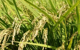 旱優(yōu)540水稻種子簡介，每畝有效穗數(shù)18.4萬穗