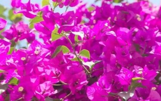 三角梅夏天怎么養(yǎng)開(kāi)花多，保證光照充足是關(guān)鍵