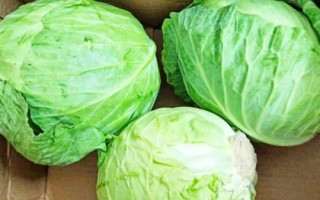 什么是圓白菜，通常是指甘藍(lán)