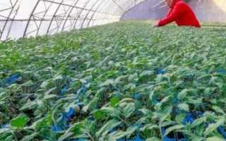 夏季育苗要注意什么，播種后要注意通風(fēng)遮陽(yáng)