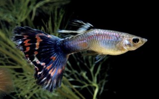 孔雀魚垂直頭朝下的原因及治療方法，環(huán)境刺激和年齡較大等均會(huì)導(dǎo)致