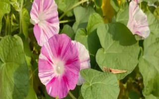 牽牛花有哪幾種顏色，有緋紅、桃紅、紫色等