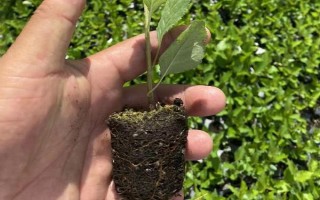 櫻桃?guī)自鲁墒?，通常是?-5月份成熟