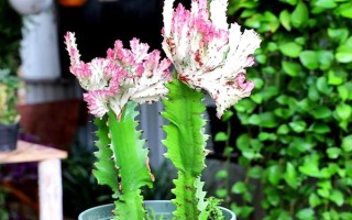 擺放龍骨花的禁忌，臥室、陰涼處、財(cái)神位都不能擺放