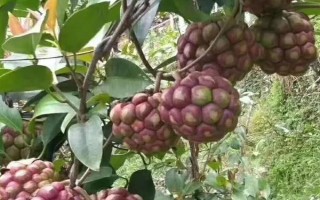 黑老虎的扦插育苗技術(shù)，最好在秋季可進(jìn)行