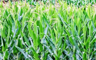 新科68(XK68)玉米種子介紹，中抗大斑病