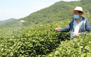 怎么防治茶輪斑病，茶園應避免捋采或強采