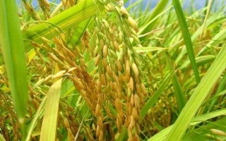 陵兩優(yōu)396水稻種子簡(jiǎn)介，全生育期115天