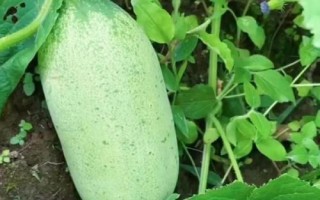 出現(xiàn)大肚黃瓜的原因及防治措施，創(chuàng)造好的開(kāi)花授粉條件是關(guān)鍵