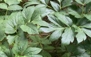 明日葉怎么栽培，經(jīng)過燙種、浸泡、催芽后再播種