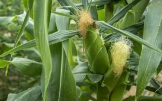 富裕三交2號(hào)玉米種子簡(jiǎn)介，中抗小斑病和絲黑穗病