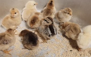小雞出殼多久能喂食，出殼24小時左右可以喂
