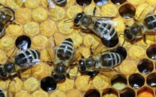 蜜蜂越冬的條件，一要溫度適宜二要飼料充足