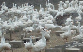 豁眼鵝的年產(chǎn)蛋量，粗放飼養(yǎng)僅為80枚左右