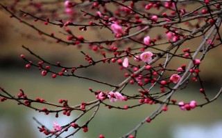 梅花的花期有多長(zhǎng)，通常持續(xù)一個(gè)月左右
