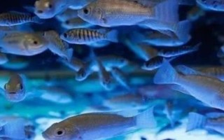 親親魚的產(chǎn)地，主產(chǎn)于泰國(guó)、中東地區(qū)、西雙版納等地方