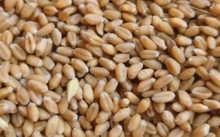 豫教6號小麥種子簡介，中抗條銹病