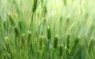 登峰168小麥種子簡介，抽穗至始花期及時(shí)防治蚜蟲