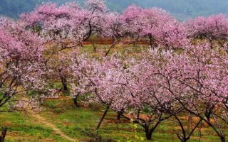 如何防治桃樹(shù)流膠病，冬季做好防寒措施