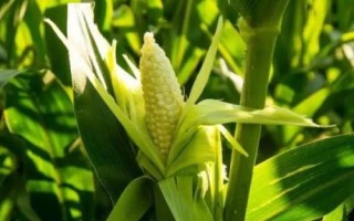 綠育9968玉米品種簡介，中等肥力以上地塊栽培