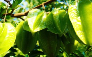 楊桃的種植技術(shù)，要挑選長(zhǎng)勢(shì)良好、無(wú)病蟲害的樹(shù)苗
