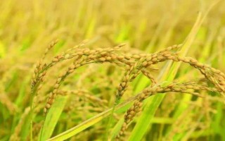荃優(yōu)W8水稻品種的特性，適宜播種期為4月底～5月中旬