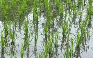 忠優(yōu)480水稻種子特點，該品種屬中秈早熟三系雜交水稻